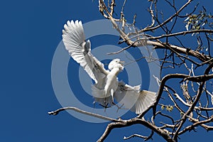  Great Egret landing on a tree branch with wings spread blue sky in background.